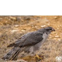 گونه طرلان Northern Goshawk 